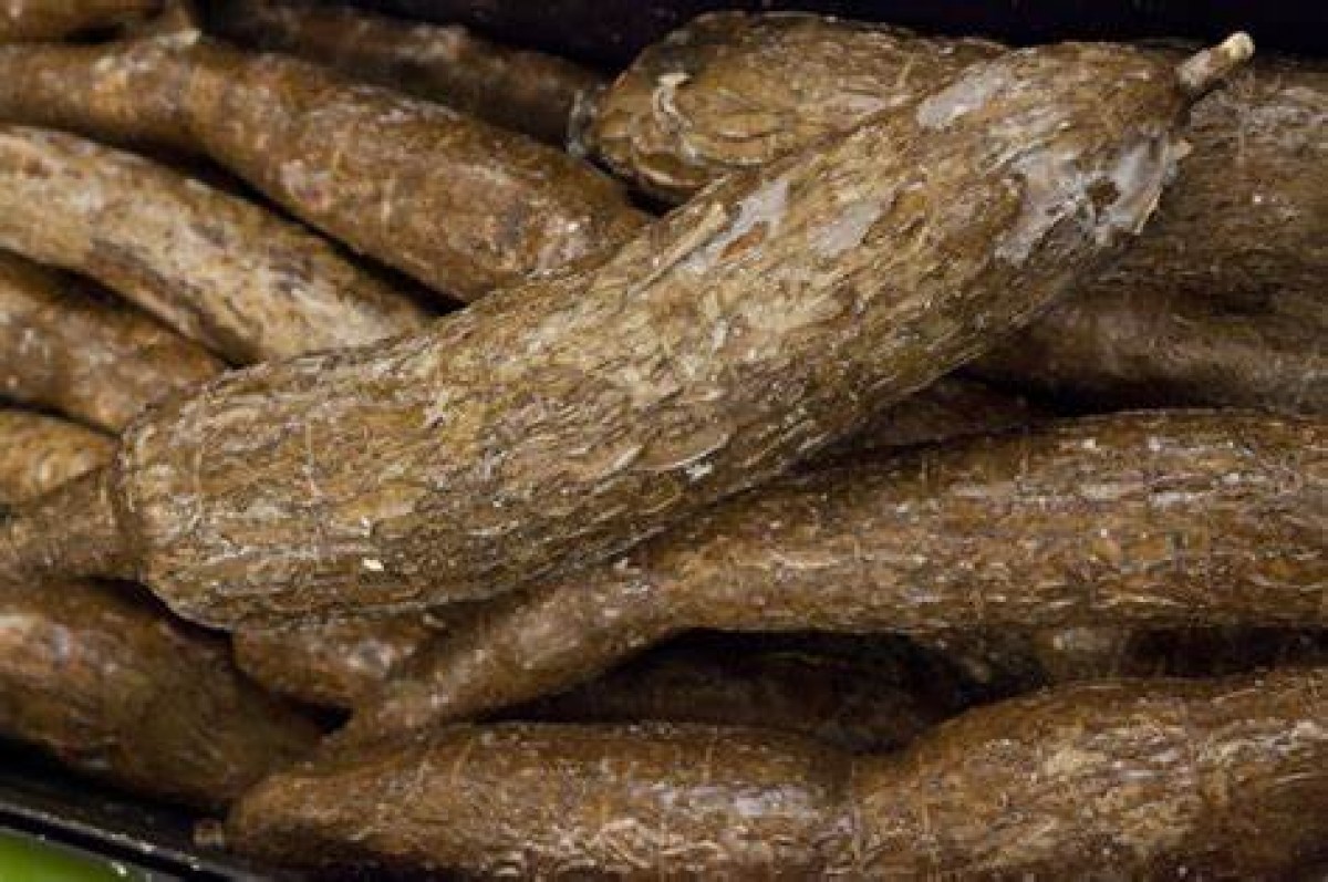 Fresh Cassava from Sri Lanka