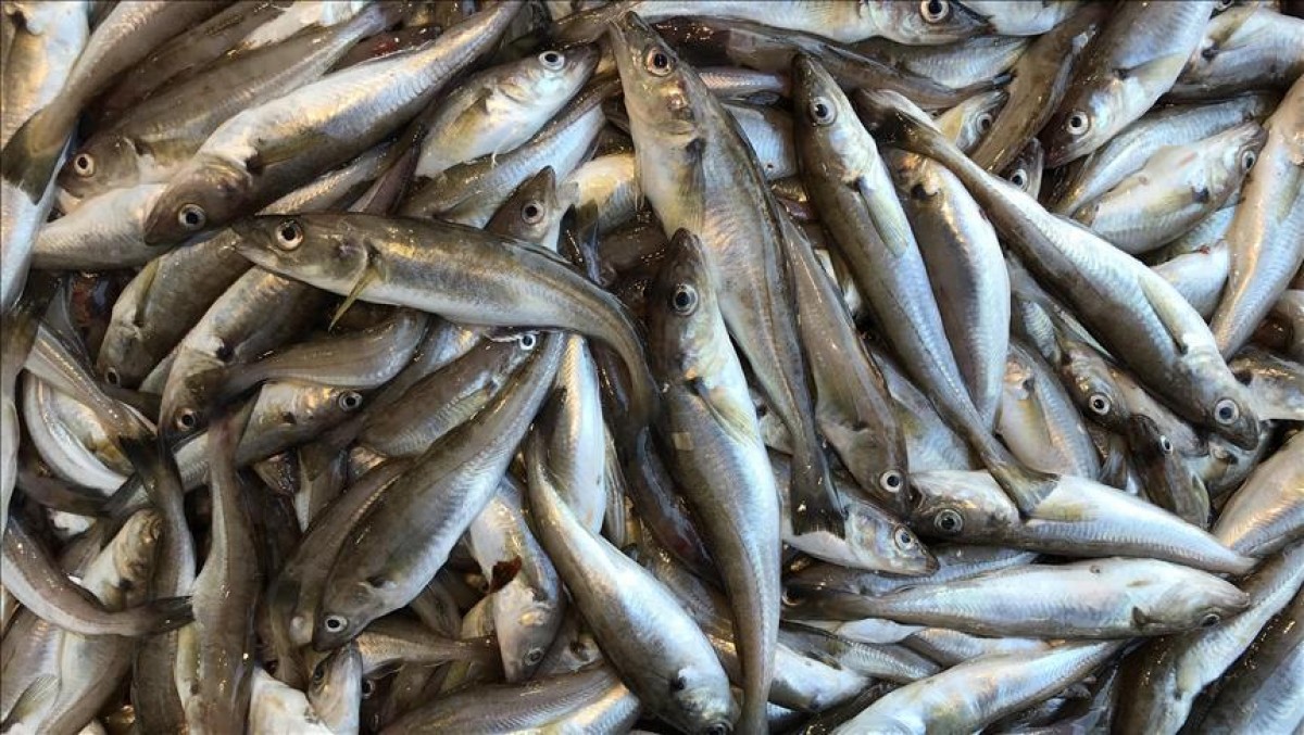 Sardinhas from Marrocos