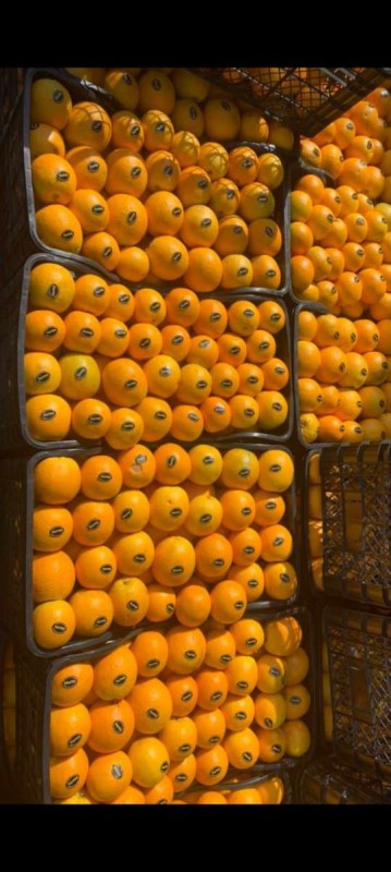 Orange from Morocco