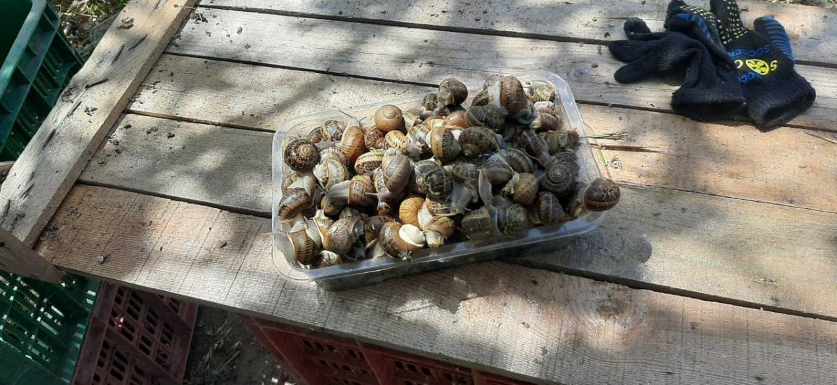 CARACÓIS HELIX ASPERSA MULLER from Marrocos