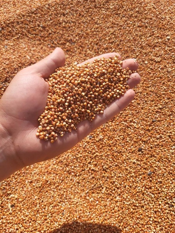 Sorgo from Mołdawia