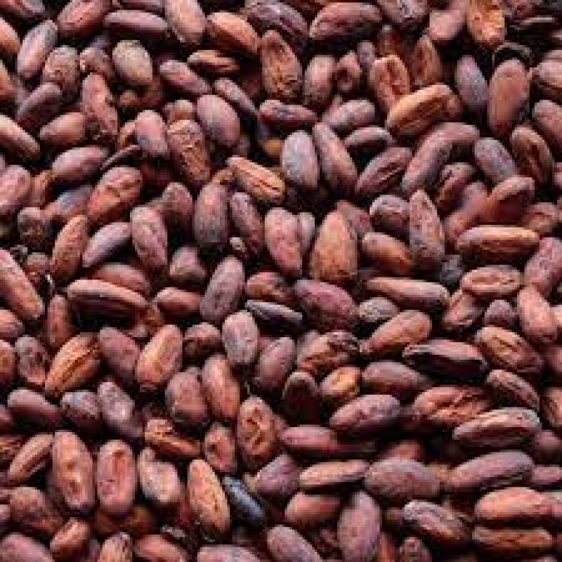 Cocoa Beans from Madagascar