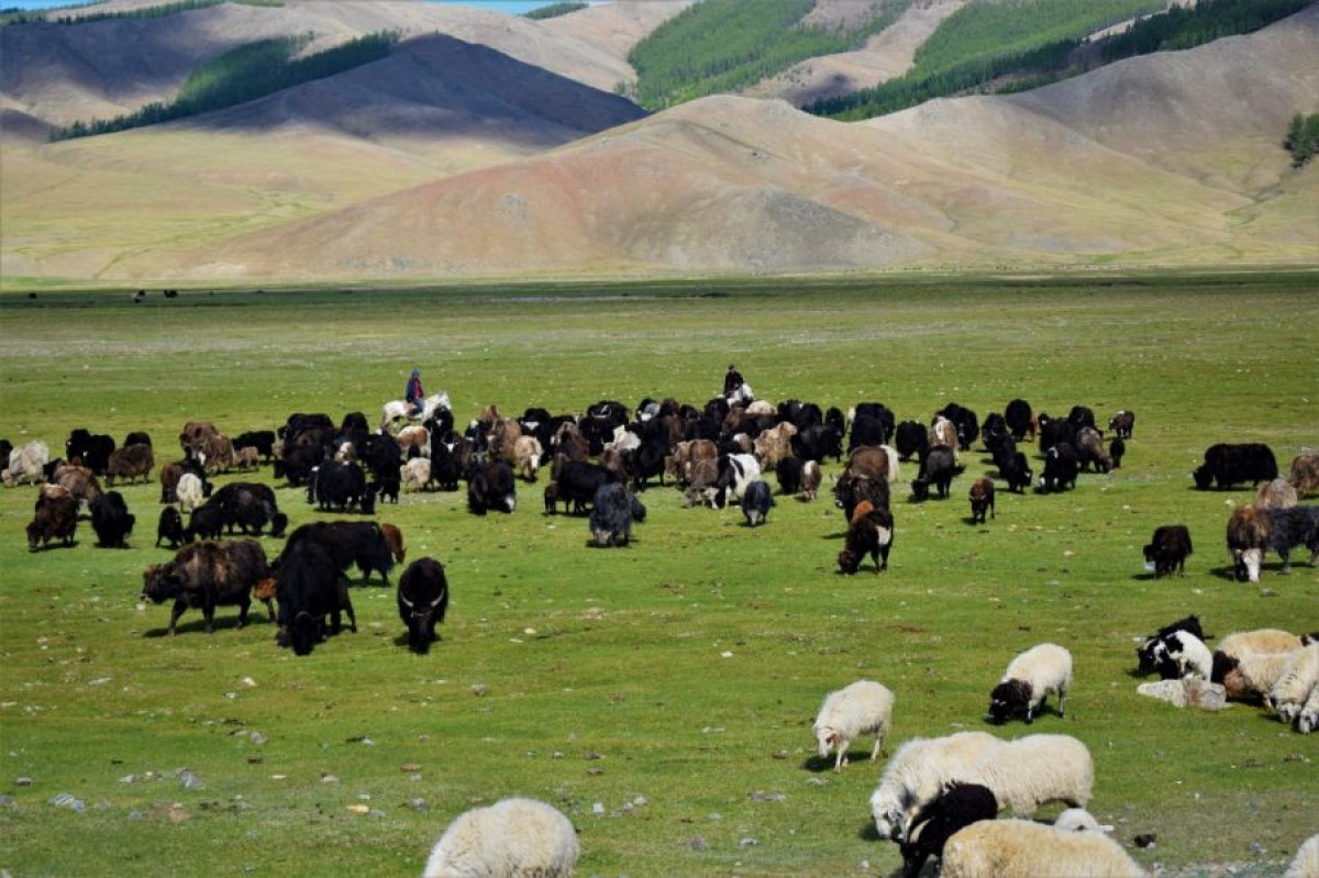 Grass fed beef tallow from Mongolia