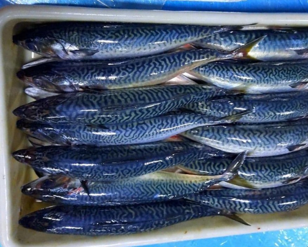 Mackrel frozen from Mauritania