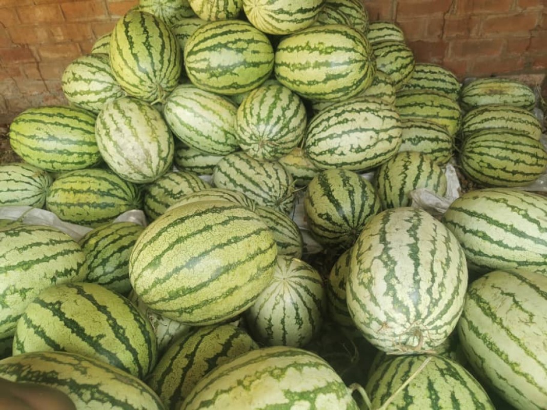 Watermelons from Malawi