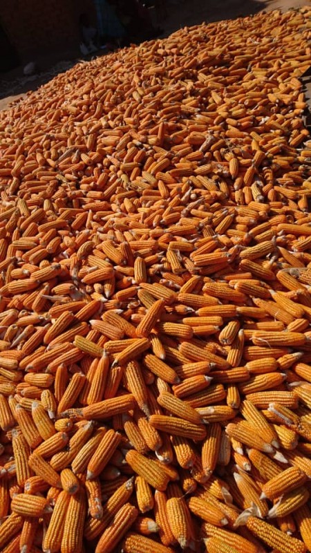 Jagung kuning from Malawi