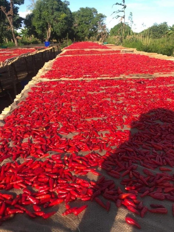 Pimenta Malagueta Africana from Maláui