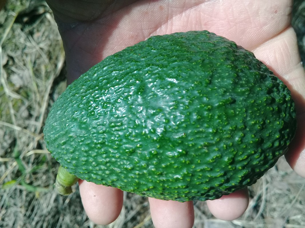 Avocados from Mexiko