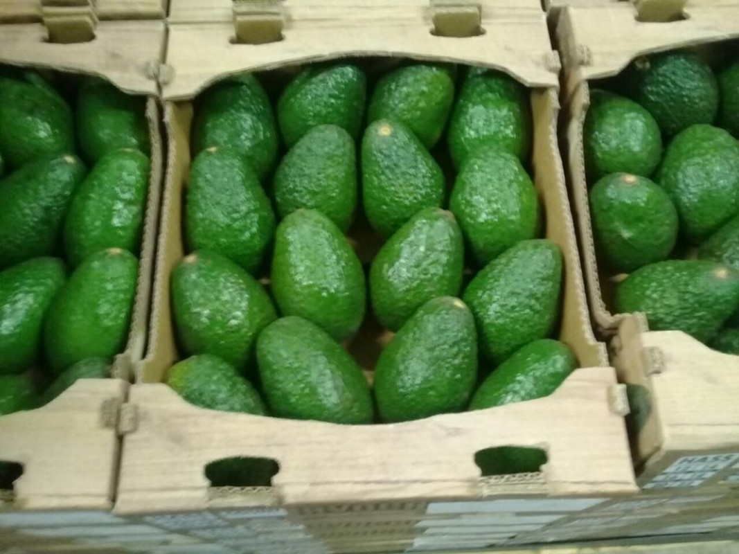 Hass-Avocado from Mexiko