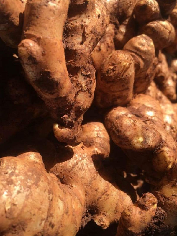Ginger from Mozambique