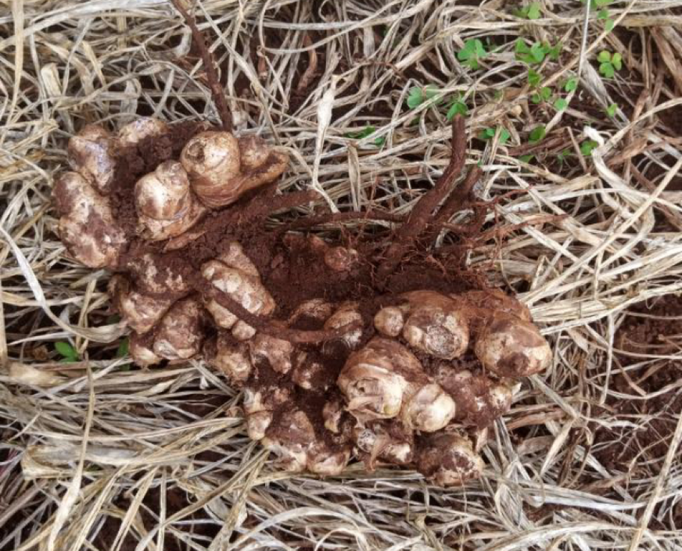 Ginger from Mozambique
