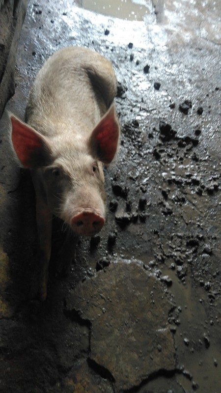 Porc from Nigéria