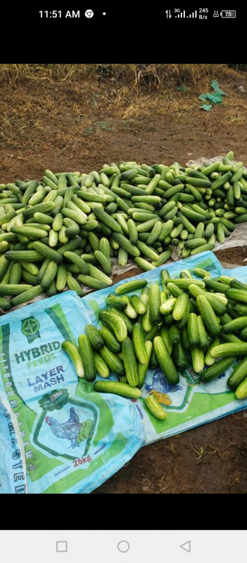 Cucumber from Nigeria