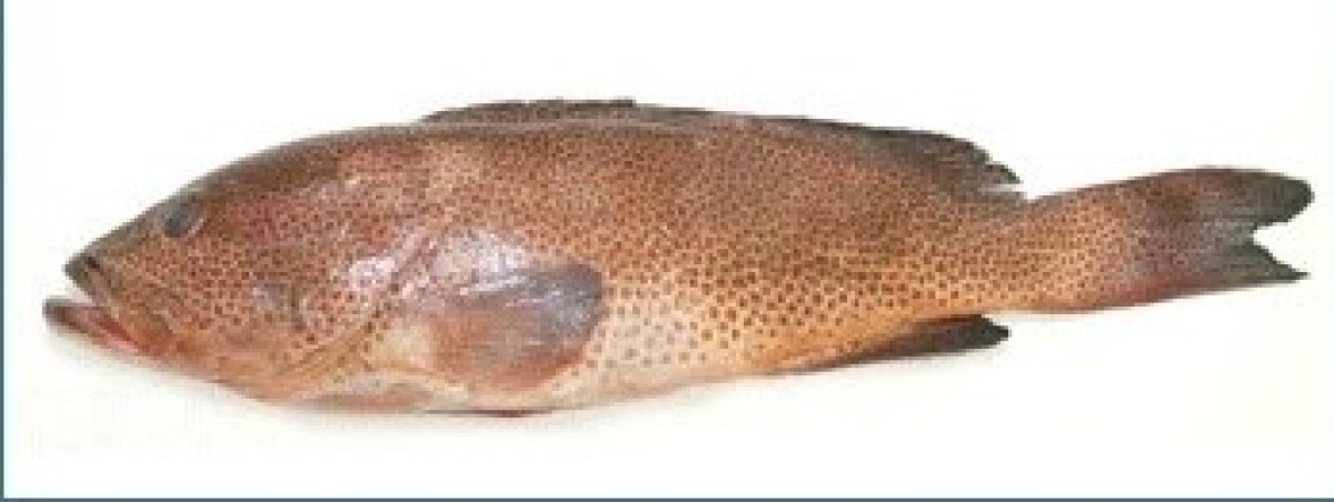 GROUPER from Oman
