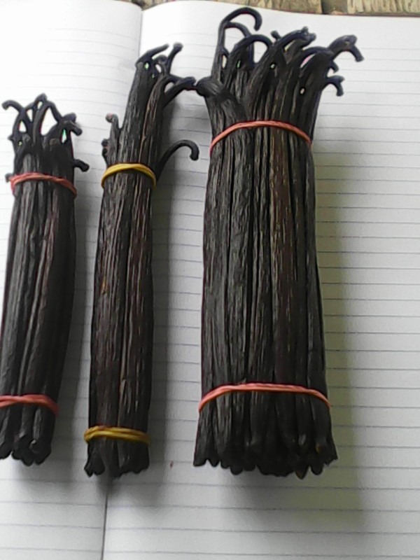 Vanilla Beans from Papua New Guinea