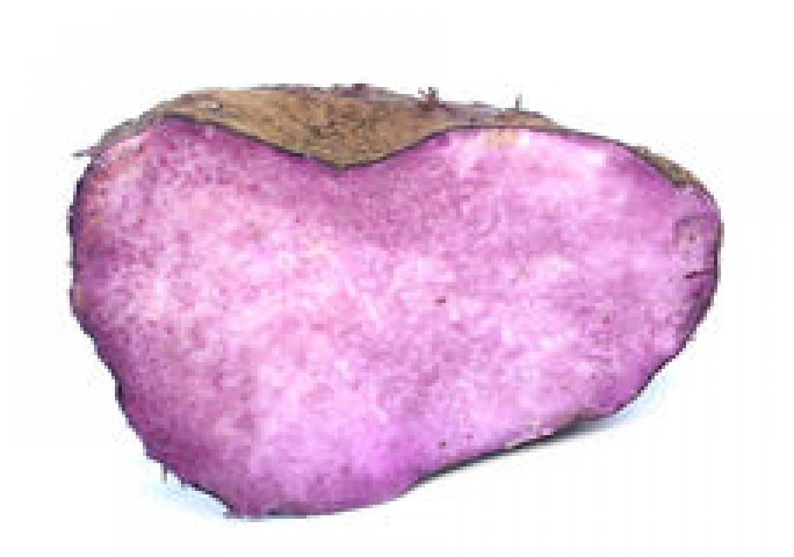 Yam from Papua New Guinea