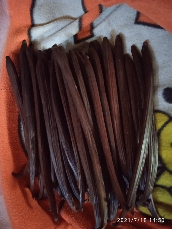 Biji Vanili from Papua Nugini