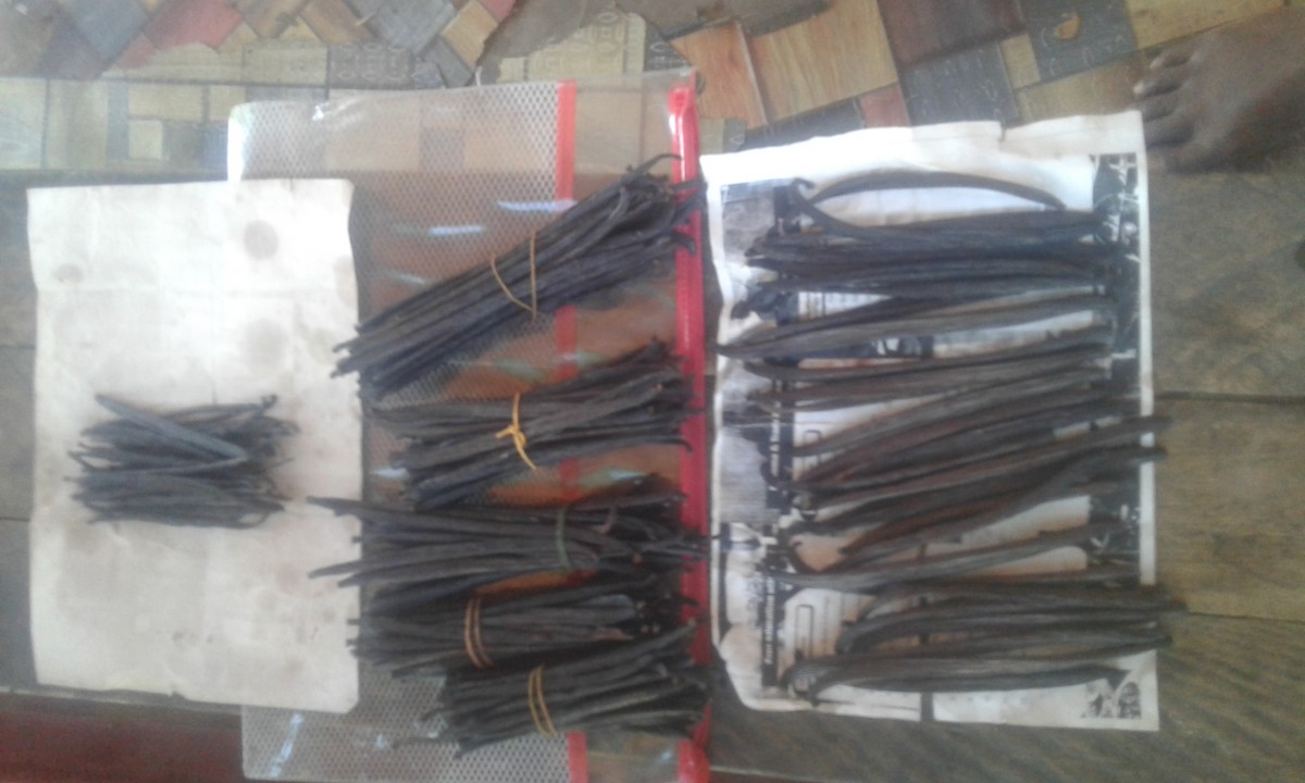 Vanilla from Papua New Guinea