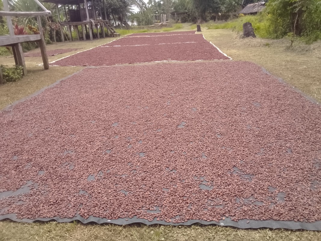 Fave di cacao secche from Papua Nuova Guinea