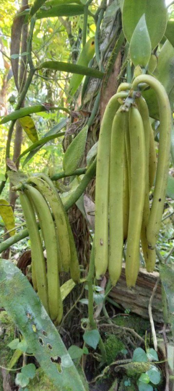 Baccelli di Vaniglia Biologica from Papua Nuova Guinea