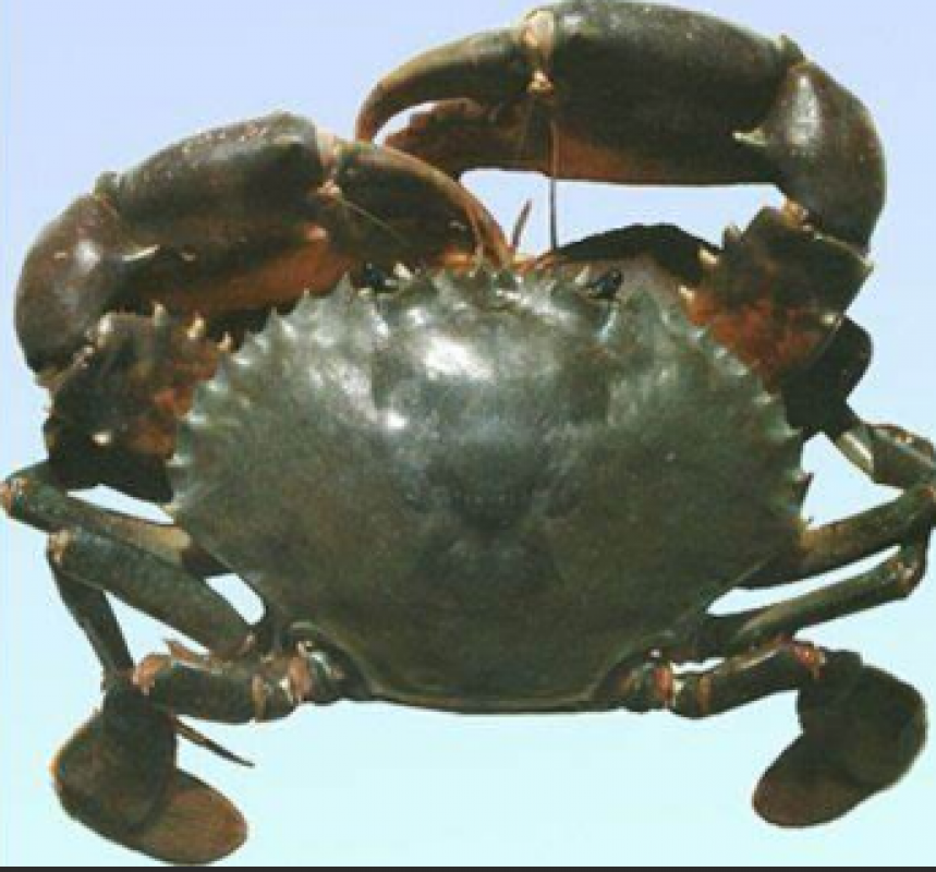 Kraby błotne (Scylla Serrata) from Filipiny