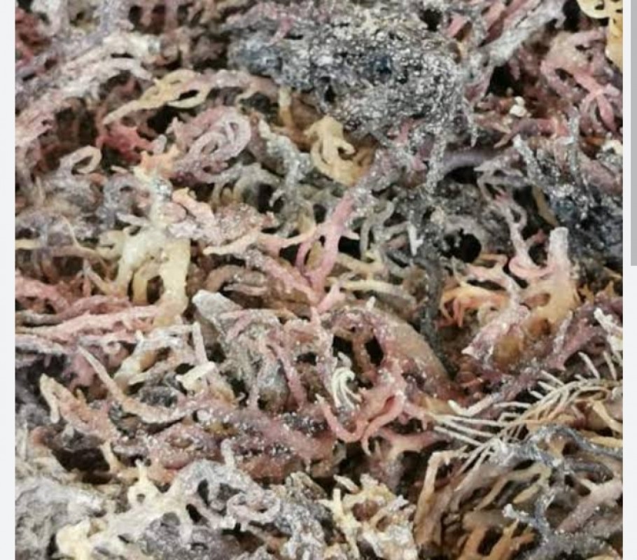 Suszone Eucheuma Cottonii from Filipiny