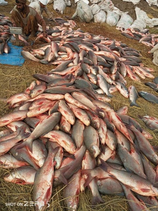 Fish from Pakistan