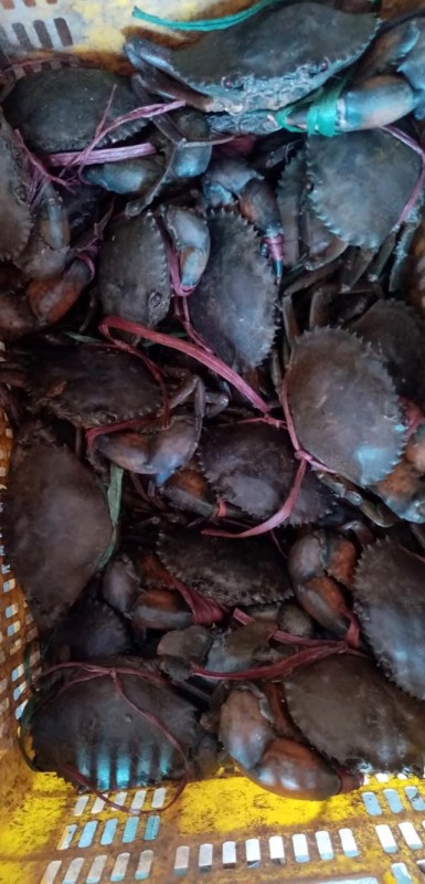 Kepiting Lumpur (Hidup & Segar) from Pakistan