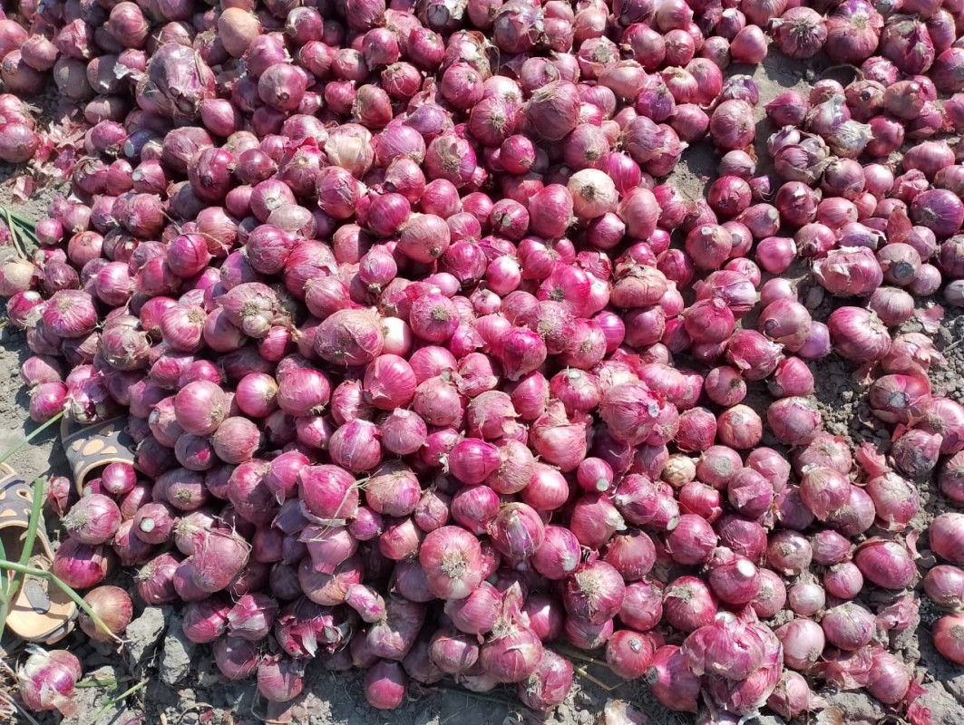 Pakistan onion from Pakistan