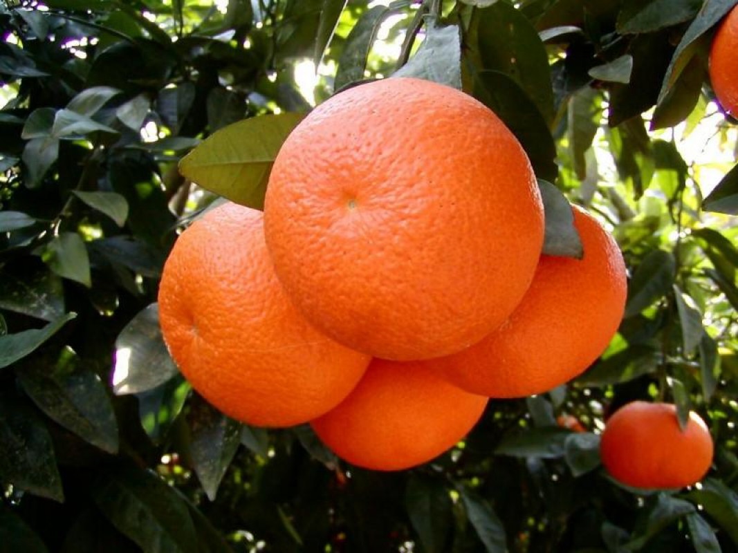 Citrus kinnow/ mandarin from Pakistan
