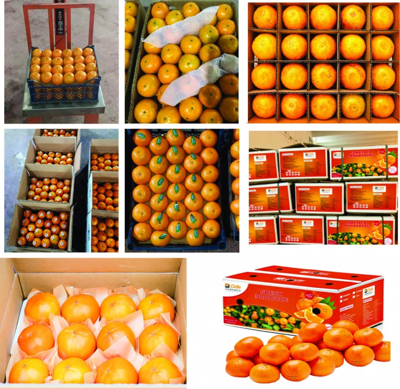 Pakistani oranges from Pakistan