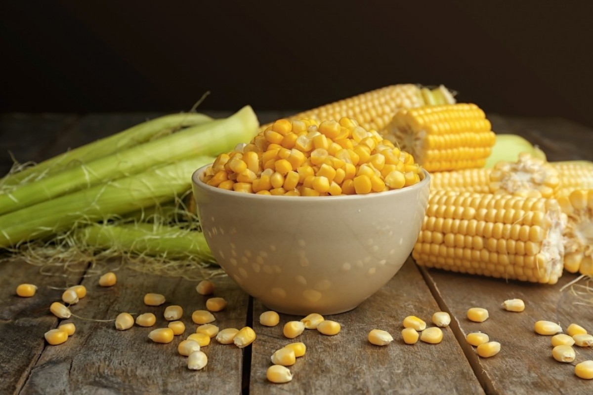 Jagung Kering Segar dari Petani untuk Pakan from Pakistan