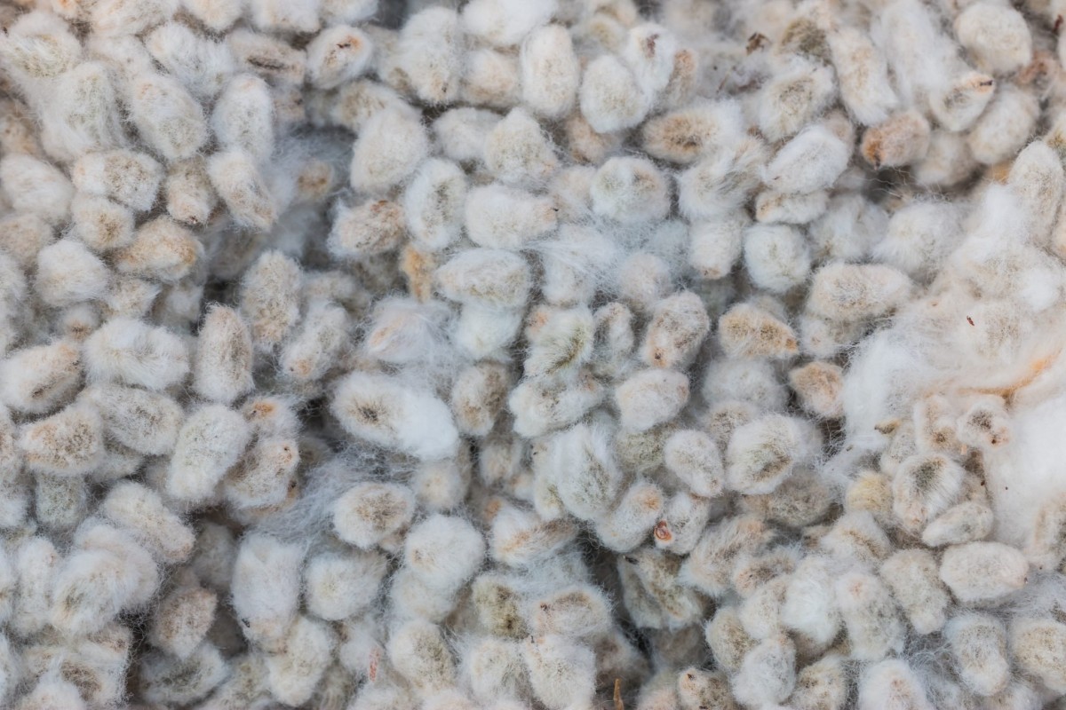SEME DI COTONE from Pakistan