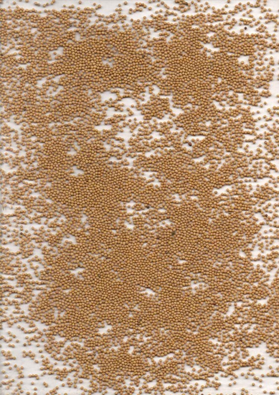Green Manure: White mustard seeds from Poland