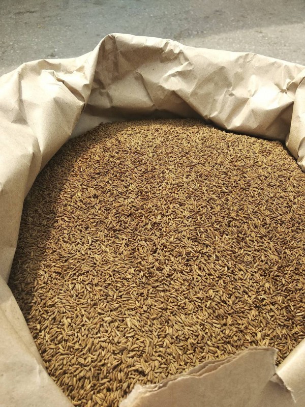 Graines de carvi from Russie