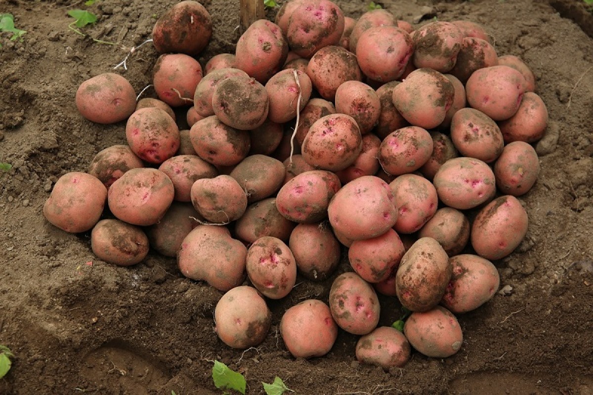 Kuruseke Aardappelen from Rwanda