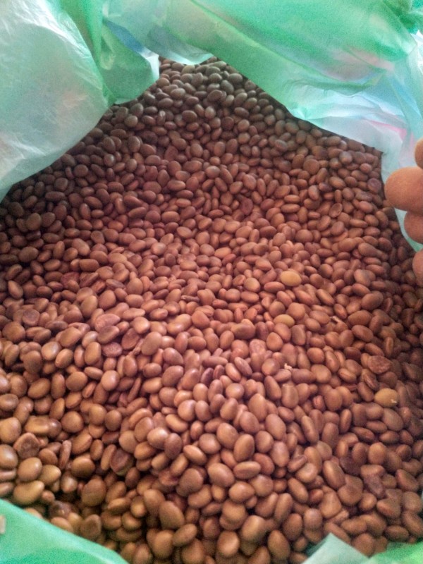 Carobe from Sudan