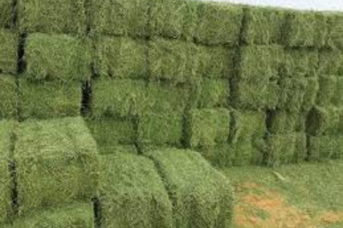 Lucerna from Sudan