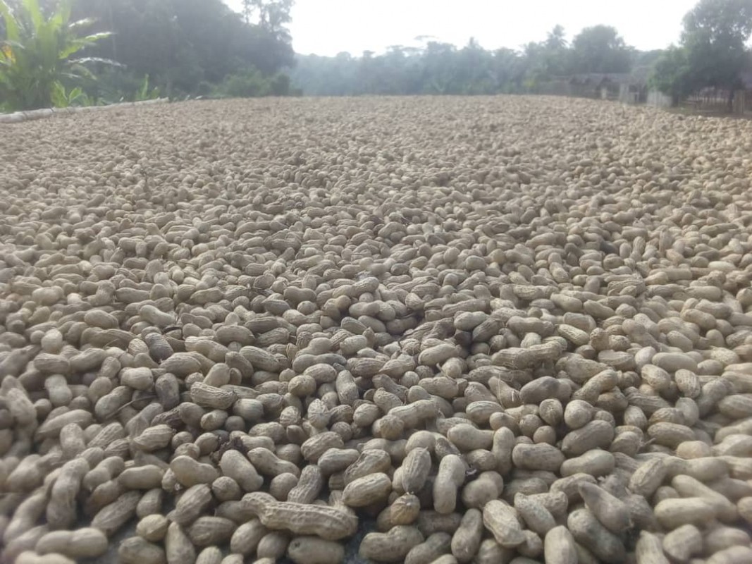Ground nut shell from Sierra Leone