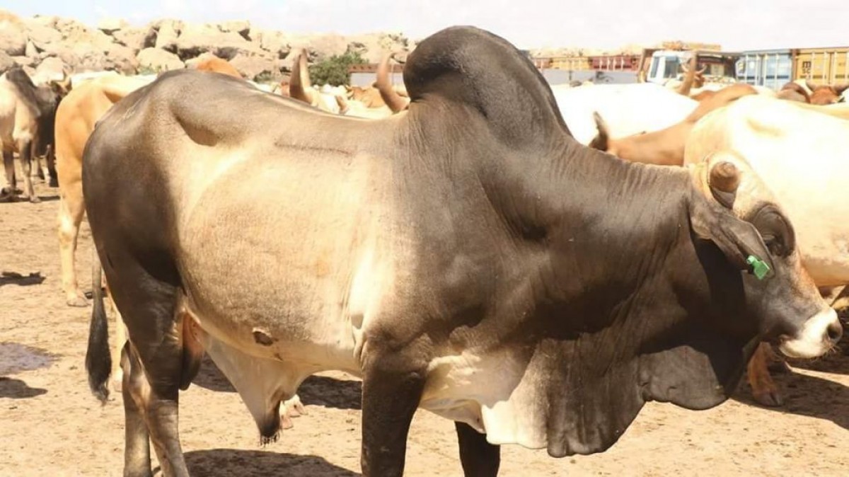 Cattle from Somalia