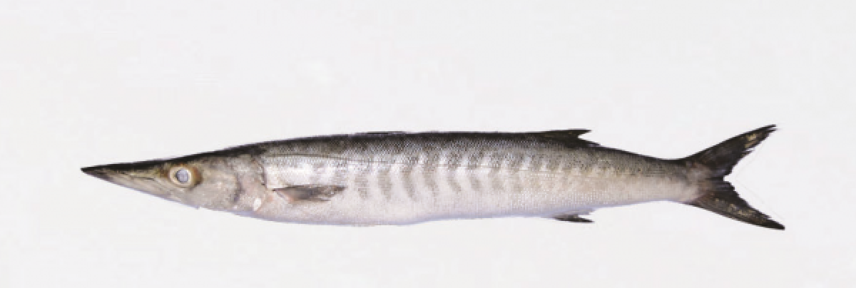 Poisson from Somalie
