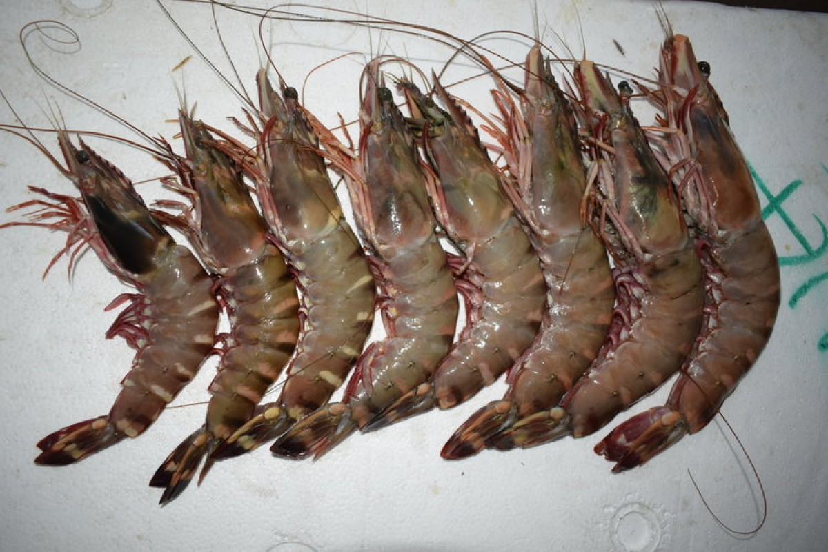 Homard from Somalie