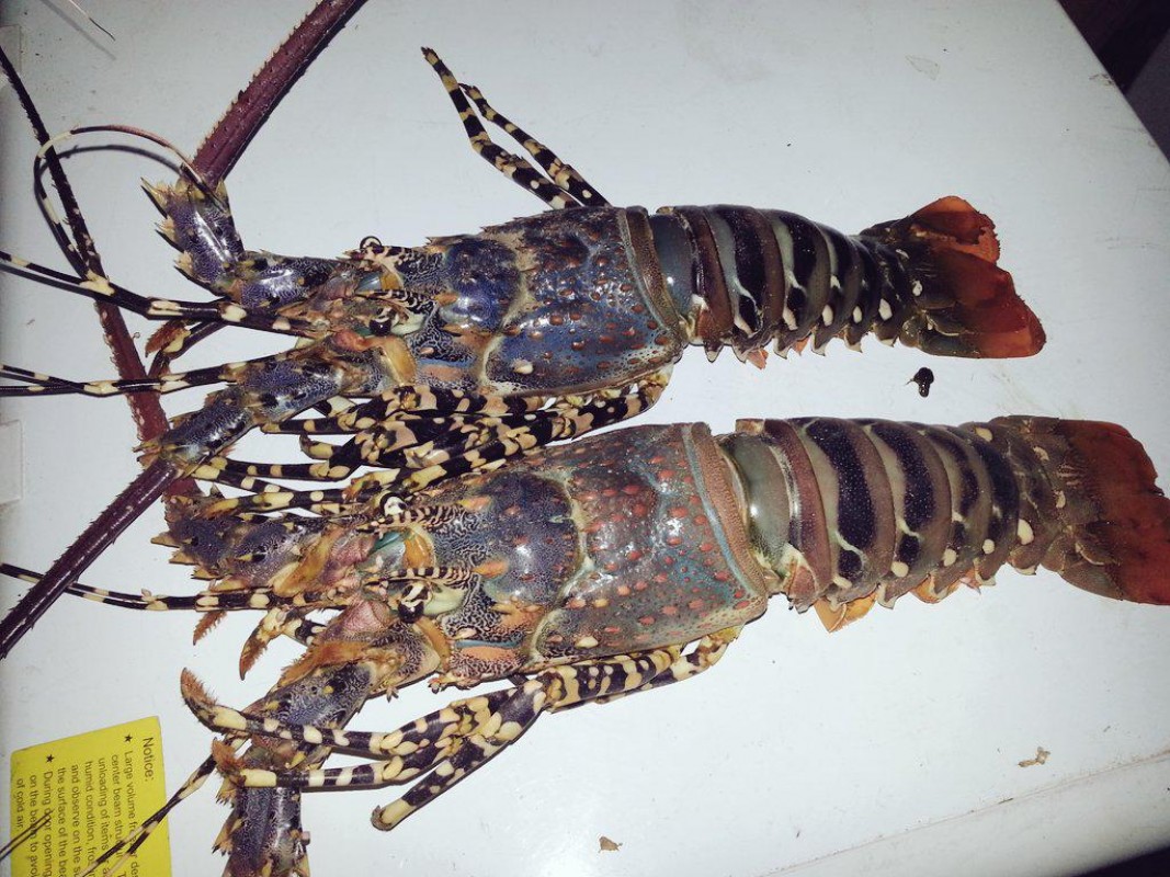 Produits de la mer from Somalie
