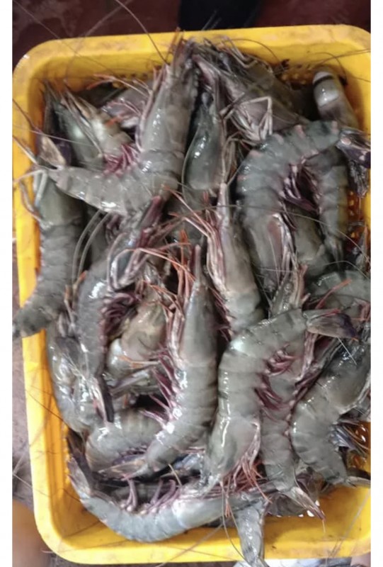 Concombre de mer, homard et crevettes. from Somalie
