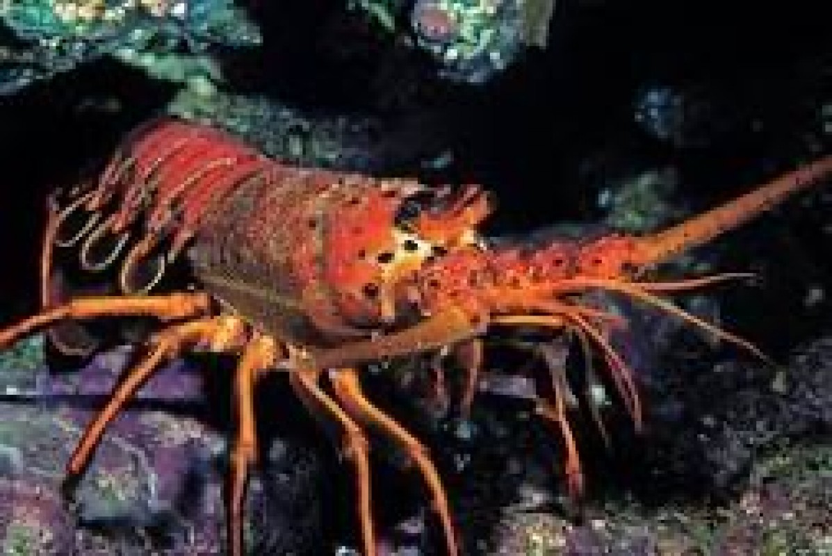 Homards. Toutes tailles disponibles. Toutes les couleurs que vous souhaitez from Somalie