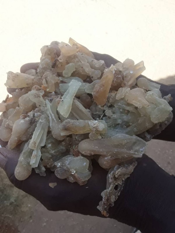 Gomme Olibanum from Somalie