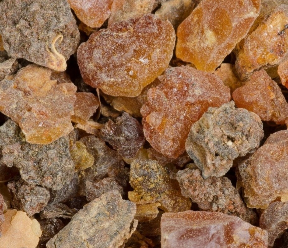 Commiphora myrrha from Somalie