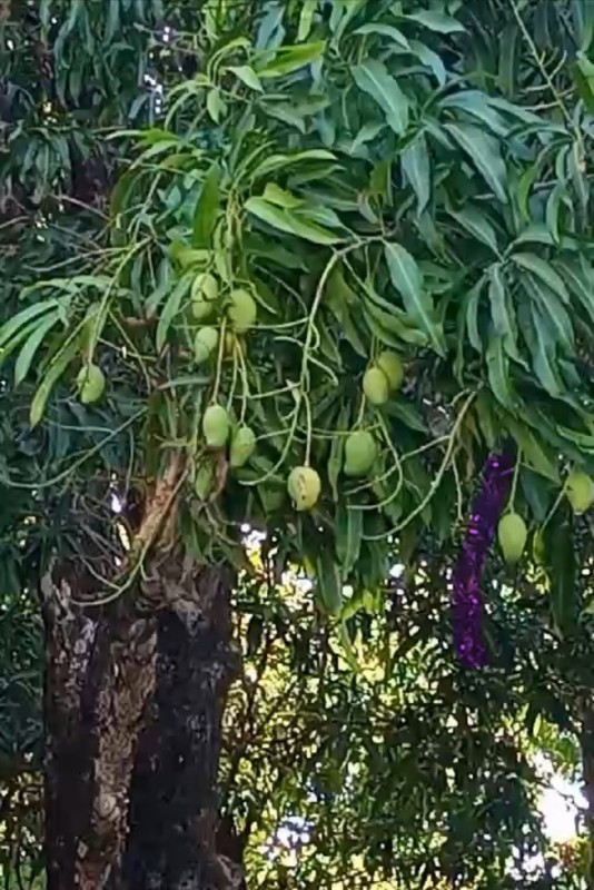 Indio Mangoes from El Salvador from El Salvador