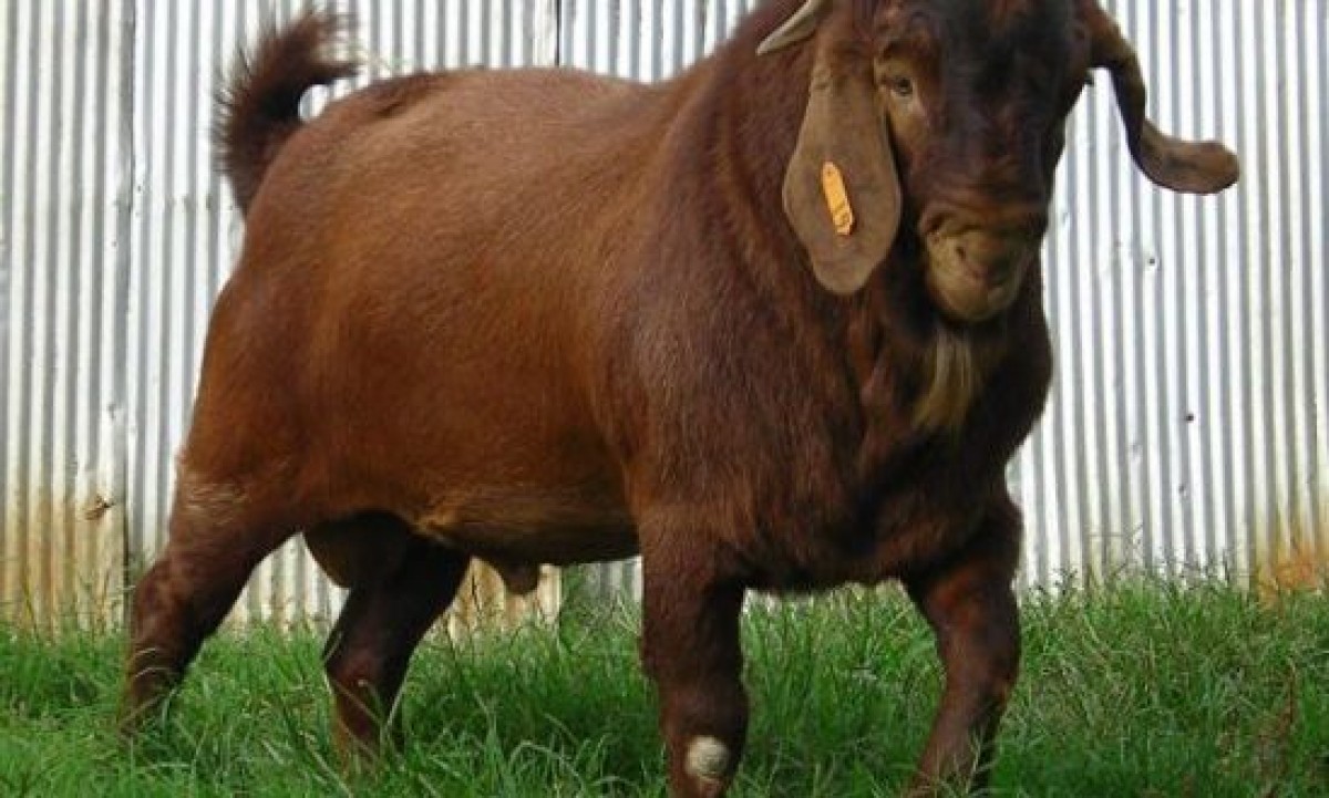 Kalahari Goats from Swaziland (Eswatini)