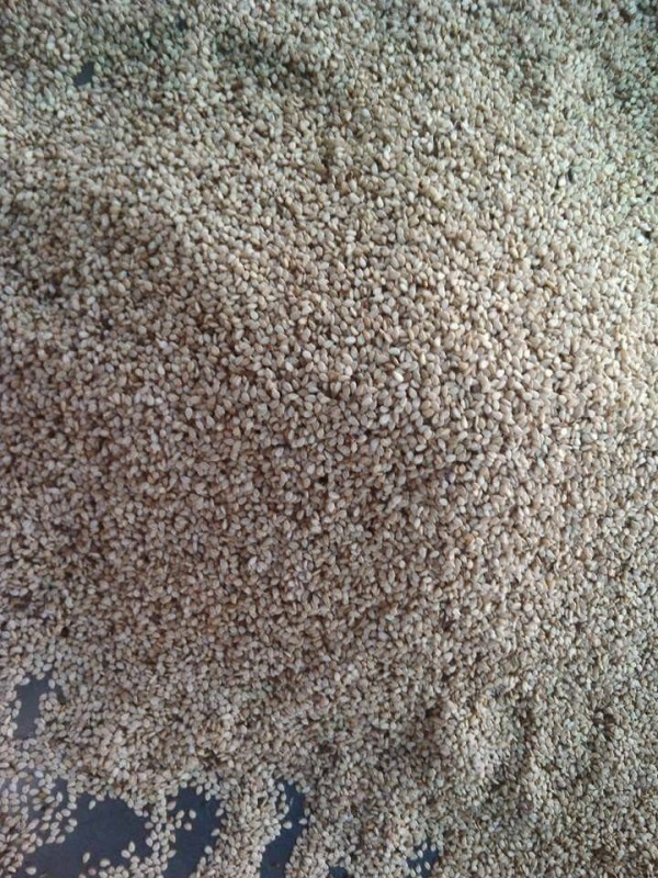 Semillas de sésamo from Chad